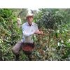 CaTienda Pacha Mama - BIO 500g