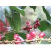 CaTienda Pacha Mama - BIO 500g