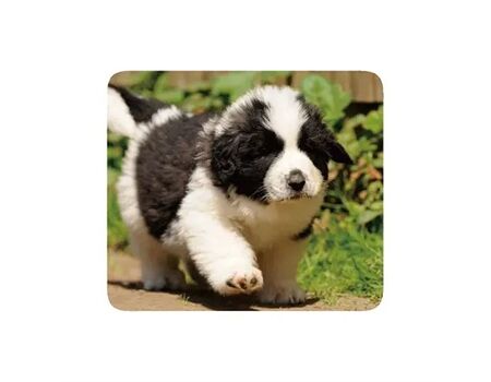 Vivanco IT-MP BP PET Mousepad PETS, 4 Motive