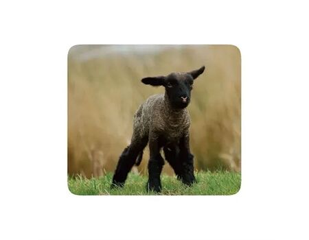 Vivanco IT-MP BP PET Mousepad PETS, 4 Motive
